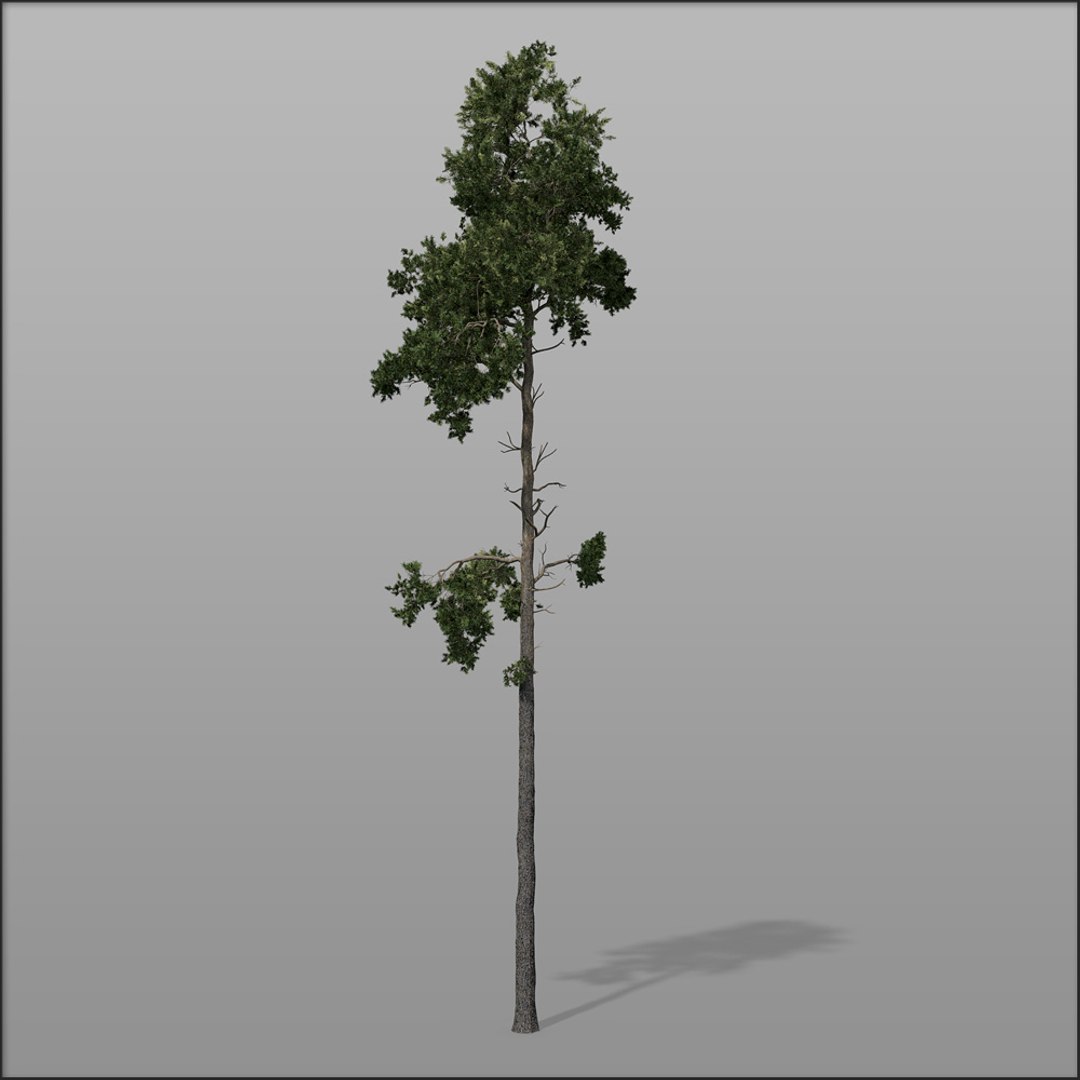 3d Model Forest Trees - Pines