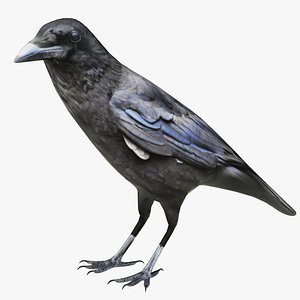 Crow
