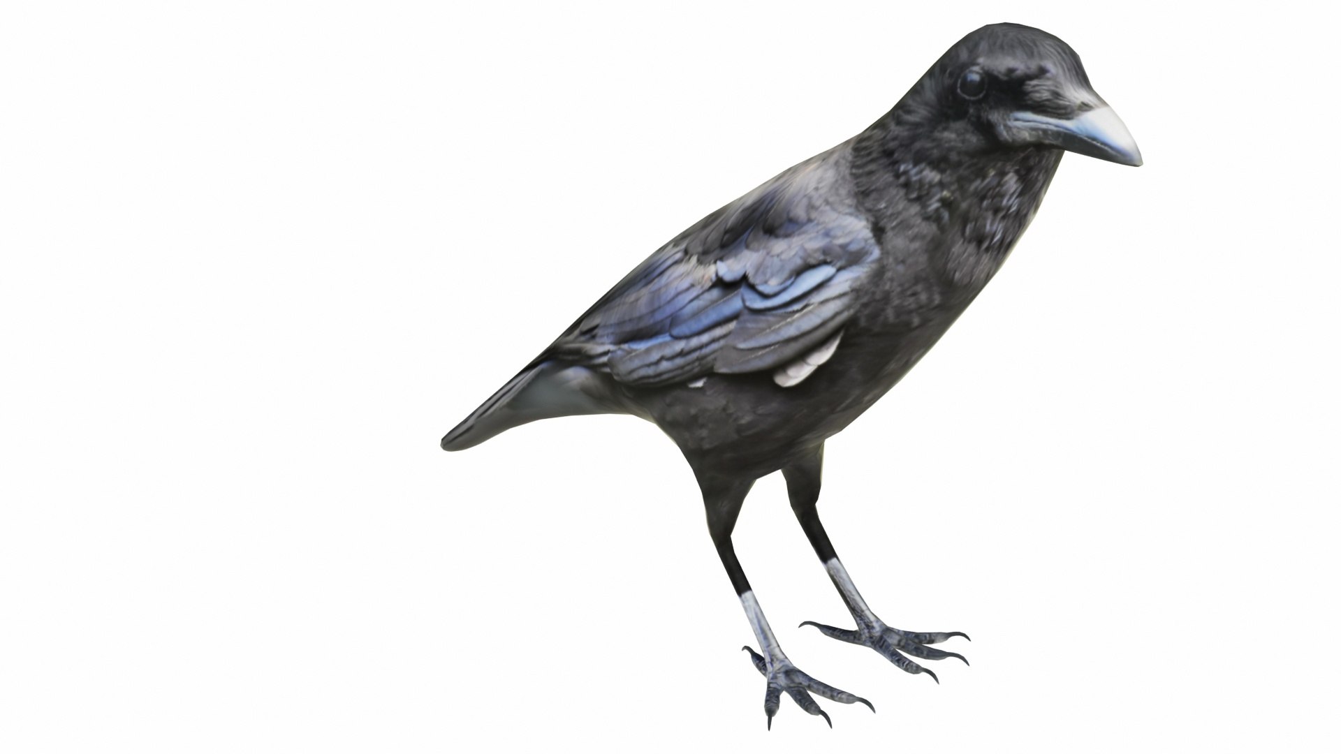 Crow 3D Model - TurboSquid 2329550