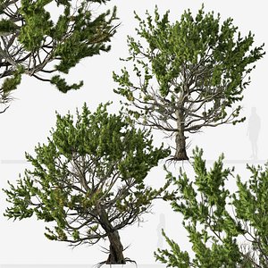Set of Limber pine or Pinus flexilis Tree 3D