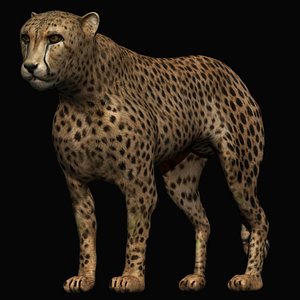 fully rigged cheetah 3D model