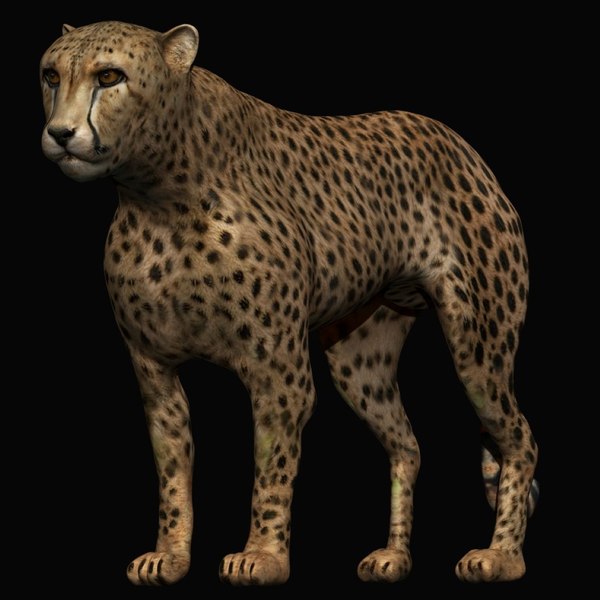 잉꼬 3D 모델 - TurboSquid 1252602