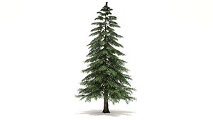 Yellow Cypress Tree 3d Model