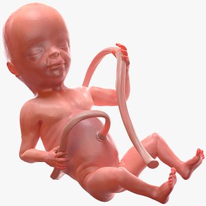 human fetus 20 weeks 3D model