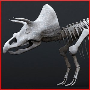 3d triceratops skeleton t-rex dinosaur
