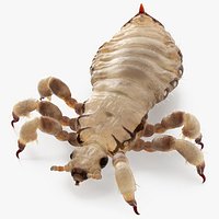 Phthiraptera White Rigged