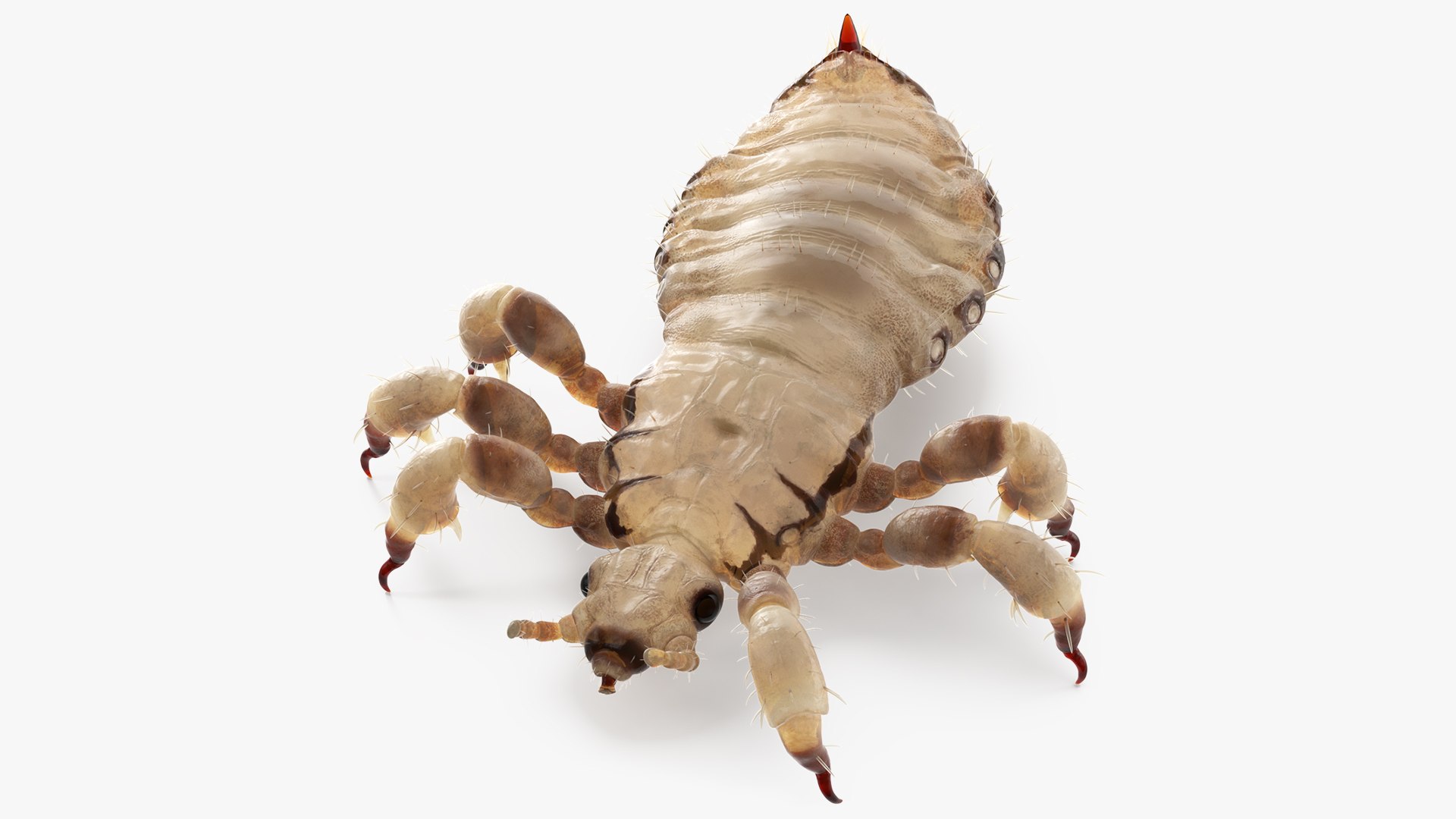 Phthiraptera White Rigged 3D model preview