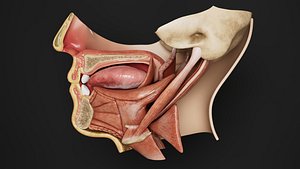 Human Anatomy-Muscular System-Head tongue and floor of mouth - Lateral View 3D model