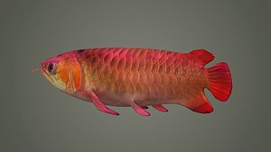 3D arowana fish fish fish animal freshwater art jewelry sea model