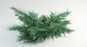 juniperus juniper virginia grey owl