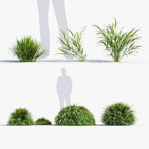 3D Hakonechloa macra Japanese forest grass model