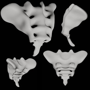 3D model Tailbone tail bone