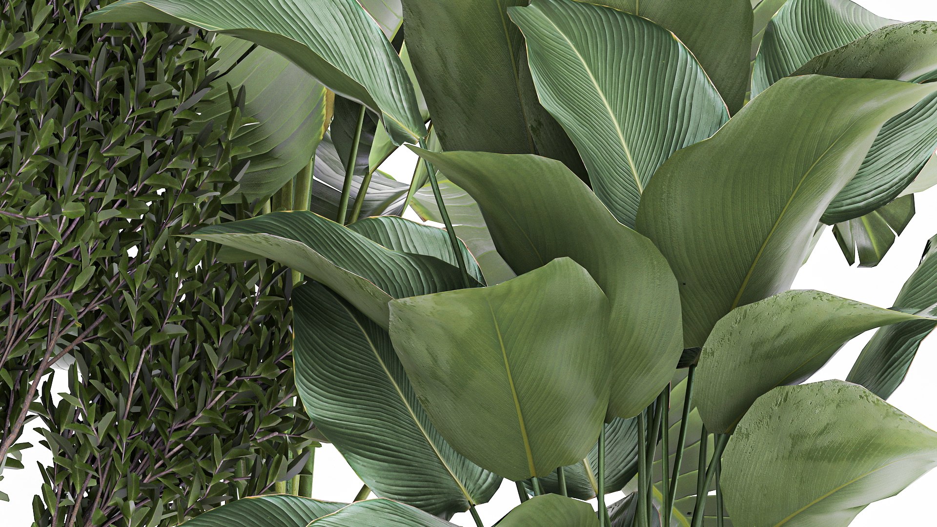 3D Plants in a white flowerpot for the interior 1095 https://p.turbosquid.com/ts-thumb/F6/fHlaj7/bA/1plants0801202206/jpg/1641828684/1920x1080/fit_q87/72f48c0d7efaf46f1966ba60653880844b0d7f8d/1plants0801202206.jpg