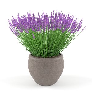 max lavender