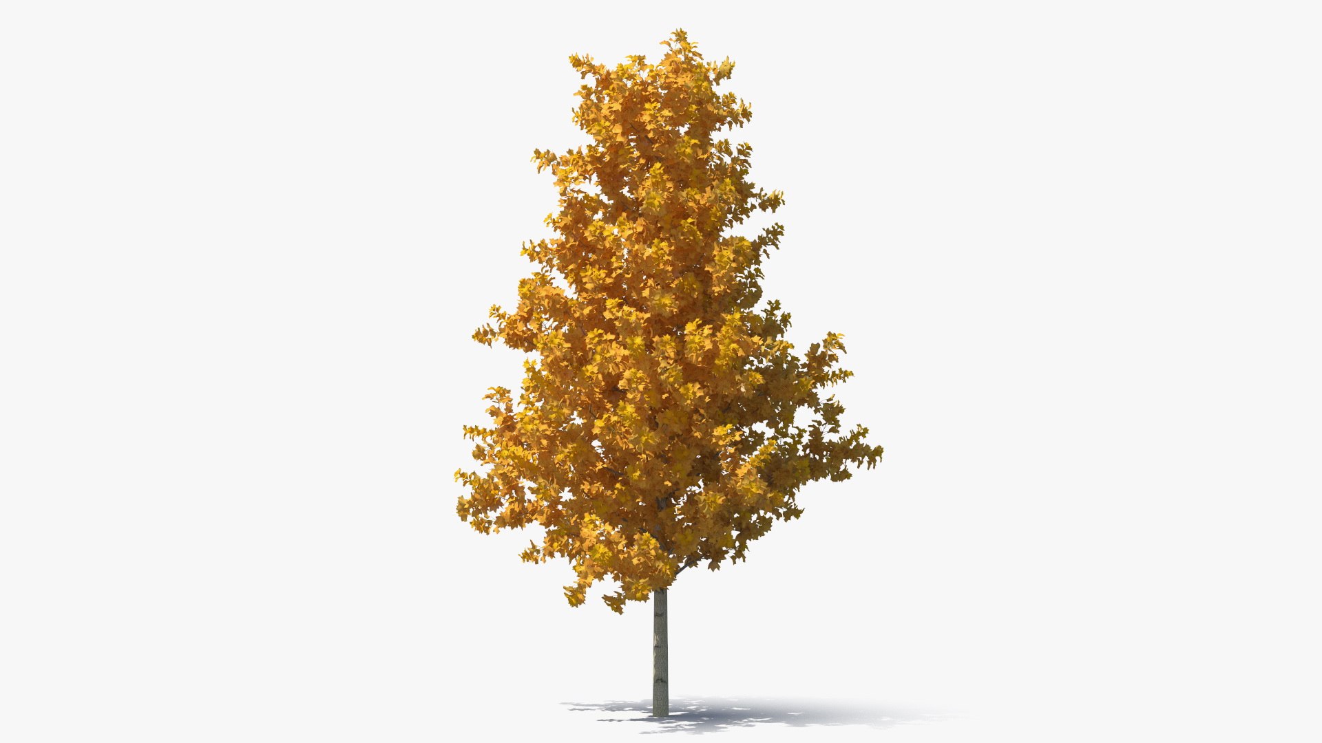 Autumn Yellow Poplar Tree 3D model preview