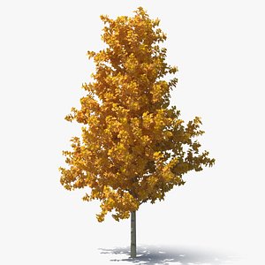 3D Autumn Yellow Poplar Tree model
