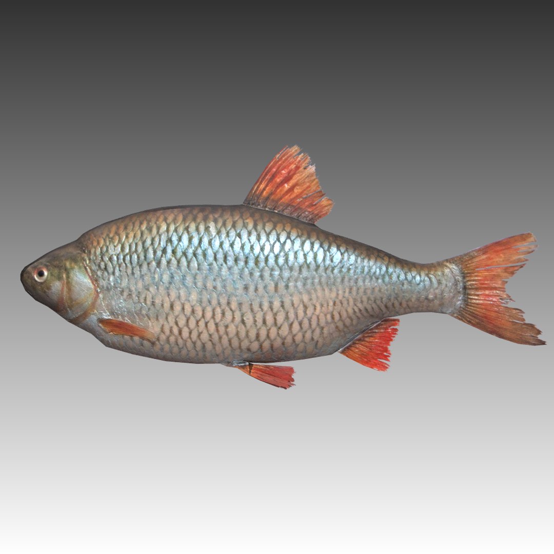 fish 3ds https://p.turbosquid.com/ts-thumb/F6/rvNRCk/akQEUggI/scr1/png/1252770421/1920x1080/fit_q87/7fed6673b9a2e117a1ae1826cc838f9de36a4ffb/scr1.jpg