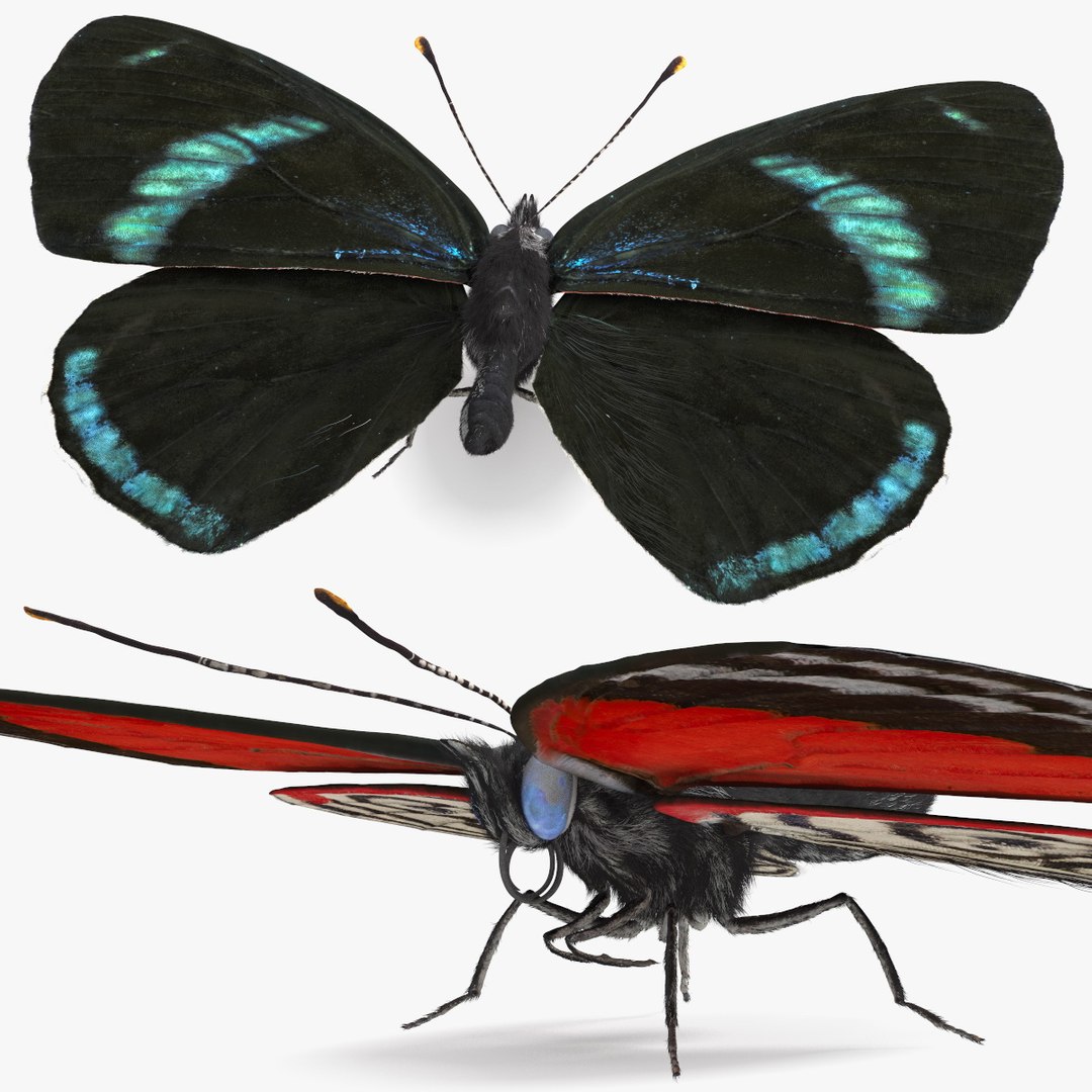 Diaethria Clymena Butterfly Fur 3D model preview