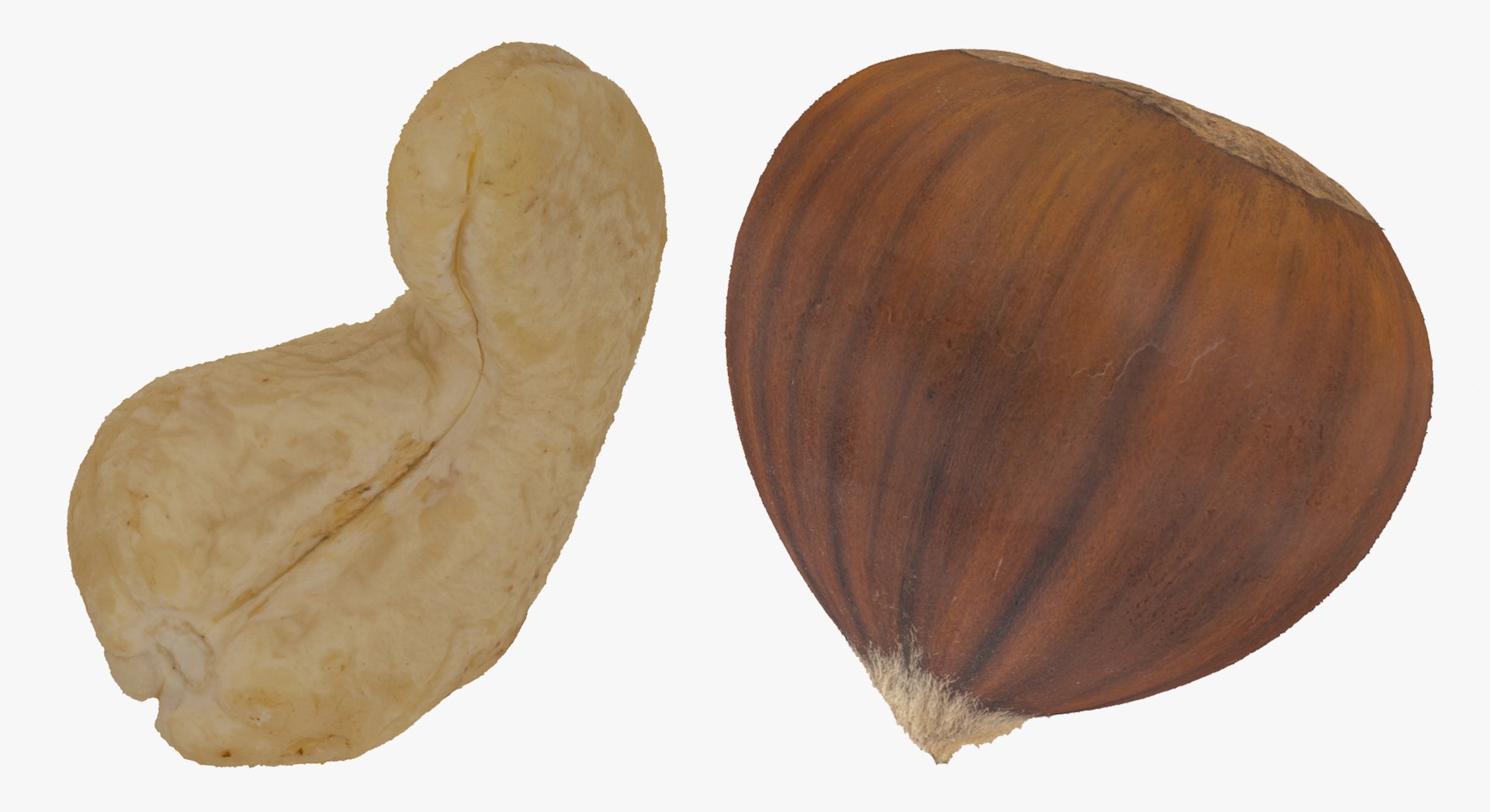 3D Cashew Nut and Edible Chestnut Collection 01 - 2 models RAW Scans model https://p.turbosquid.com/ts-thumb/F6/v0IuaT/vj/z5/jpg/1650526706/1920x1080/fit_q87/81d7a373bafde784d70a52c5a163a9977bdc3de9/z5.jpg