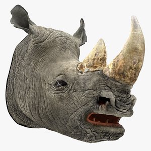 Rhino Head