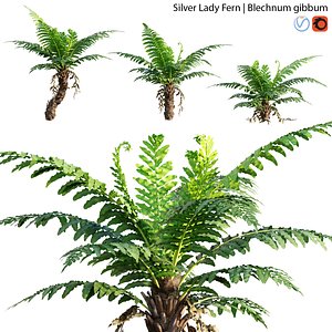 Silver Lady Fern - Blechnum gibbum - 01