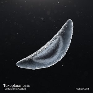 Toxoplasmosis - Toxoplasma Gondii