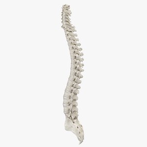 Real Human Spine Bones Anatomy With Intervertibral Disks White 01