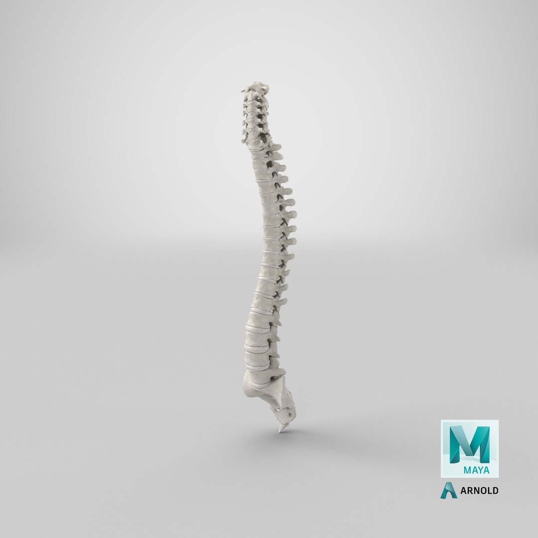 Real human spine bones anatomy model - TurboSquid 1615365