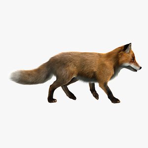 3d model red fox animation