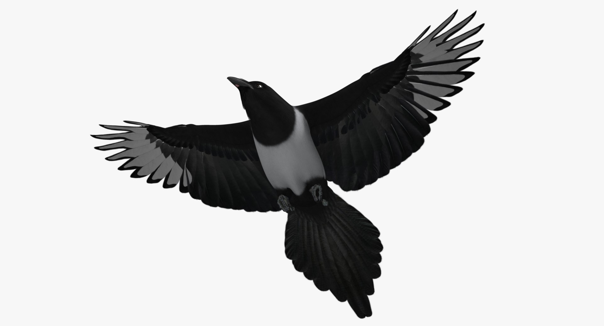 maya pica hudsonia black-billed magpie https://p.turbosquid.com/ts-thumb/F7/Jl45vO/7SvfZEnY/z4/jpg/1433999792/1920x1080/fit_q87/9352a96975fd30d78f0958c499f41770325a47ef/z4.jpg