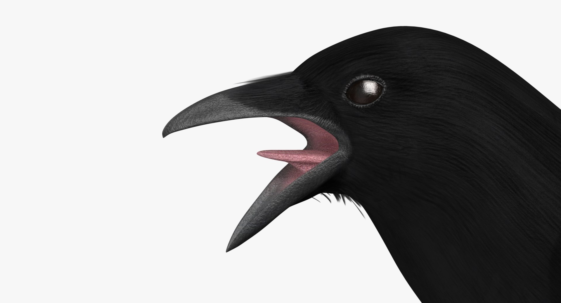 maya pica hudsonia black-billed magpie https://p.turbosquid.com/ts-thumb/F7/Jl45vO/96WZJIJ5/rf03/jpg/1433999792/1920x1080/fit_q87/76e367b92baeed057ad93c1a18d09fc38e6e4fcb/rf03.jpg