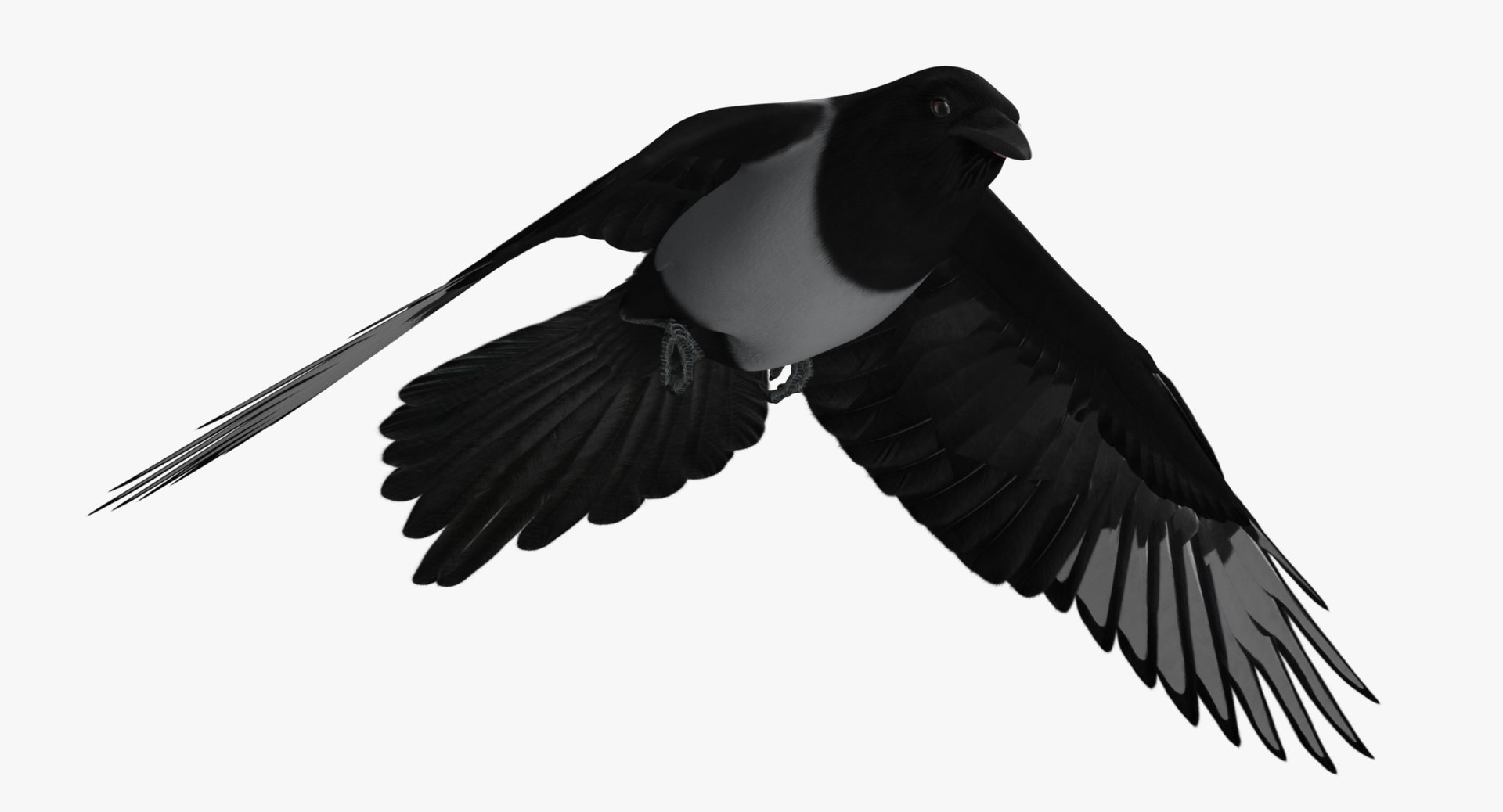 maya pica hudsonia black-billed magpie https://p.turbosquid.com/ts-thumb/F7/Jl45vO/ExZxmDRM/z7/jpg/1433999792/1920x1080/fit_q87/f798e95b44a71df9f7ea0b5ef20e72322f83a86a/z7.jpg