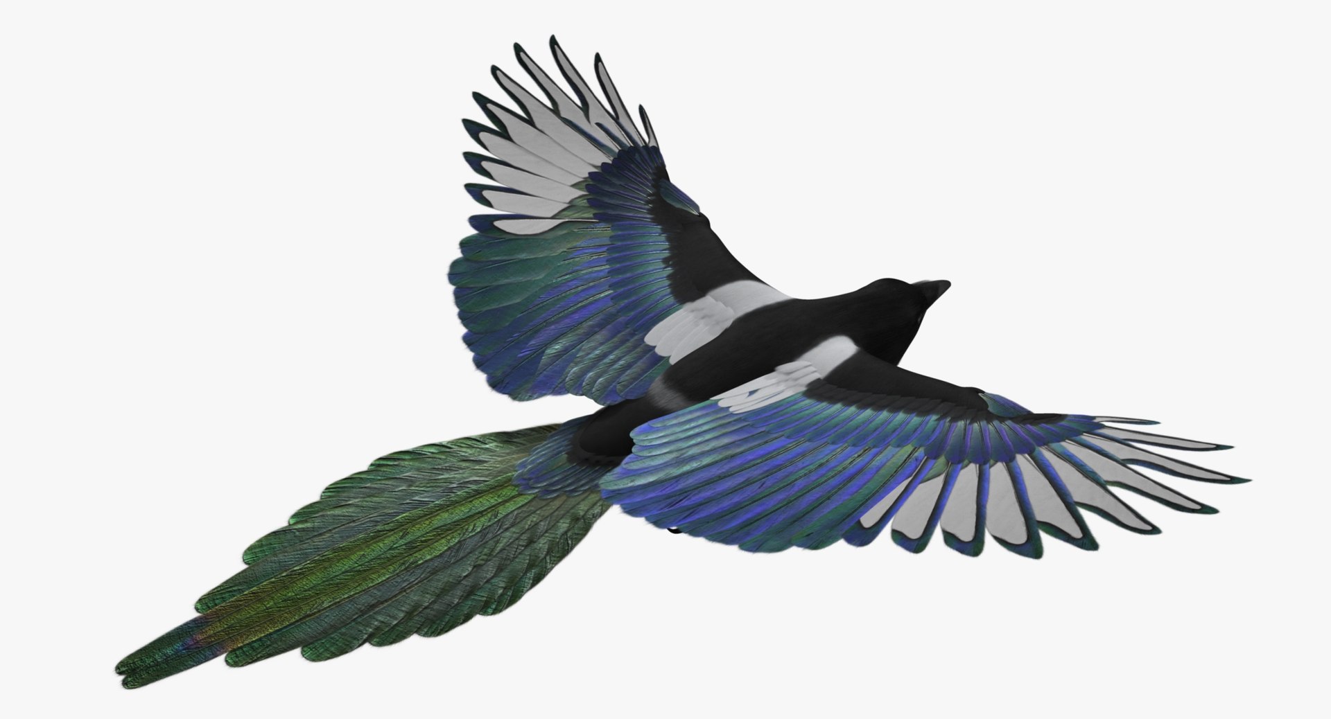 maya pica hudsonia black-billed magpie https://p.turbosquid.com/ts-thumb/F7/Jl45vO/N99U0rg2/rn01/jpg/1434000824/1920x1080/fit_q87/44782511ba62d7265b34dda72e822404ac7a218f/rn01.jpg