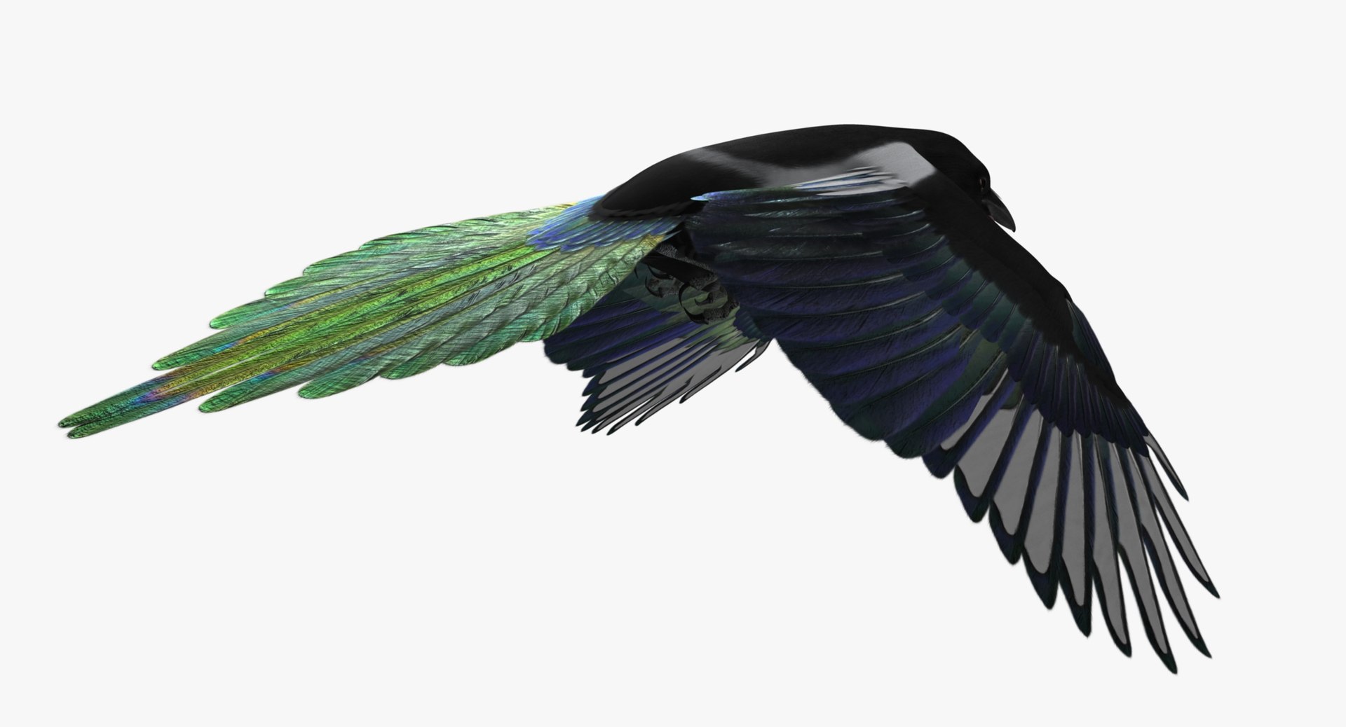 maya pica hudsonia black-billed magpie https://p.turbosquid.com/ts-thumb/F7/Jl45vO/NzW3h4hh/rn02/jpg/1434002024/1920x1080/fit_q87/61c98c6dcb659bc797b248f24c8d9796e5bfd910/rn02.jpg