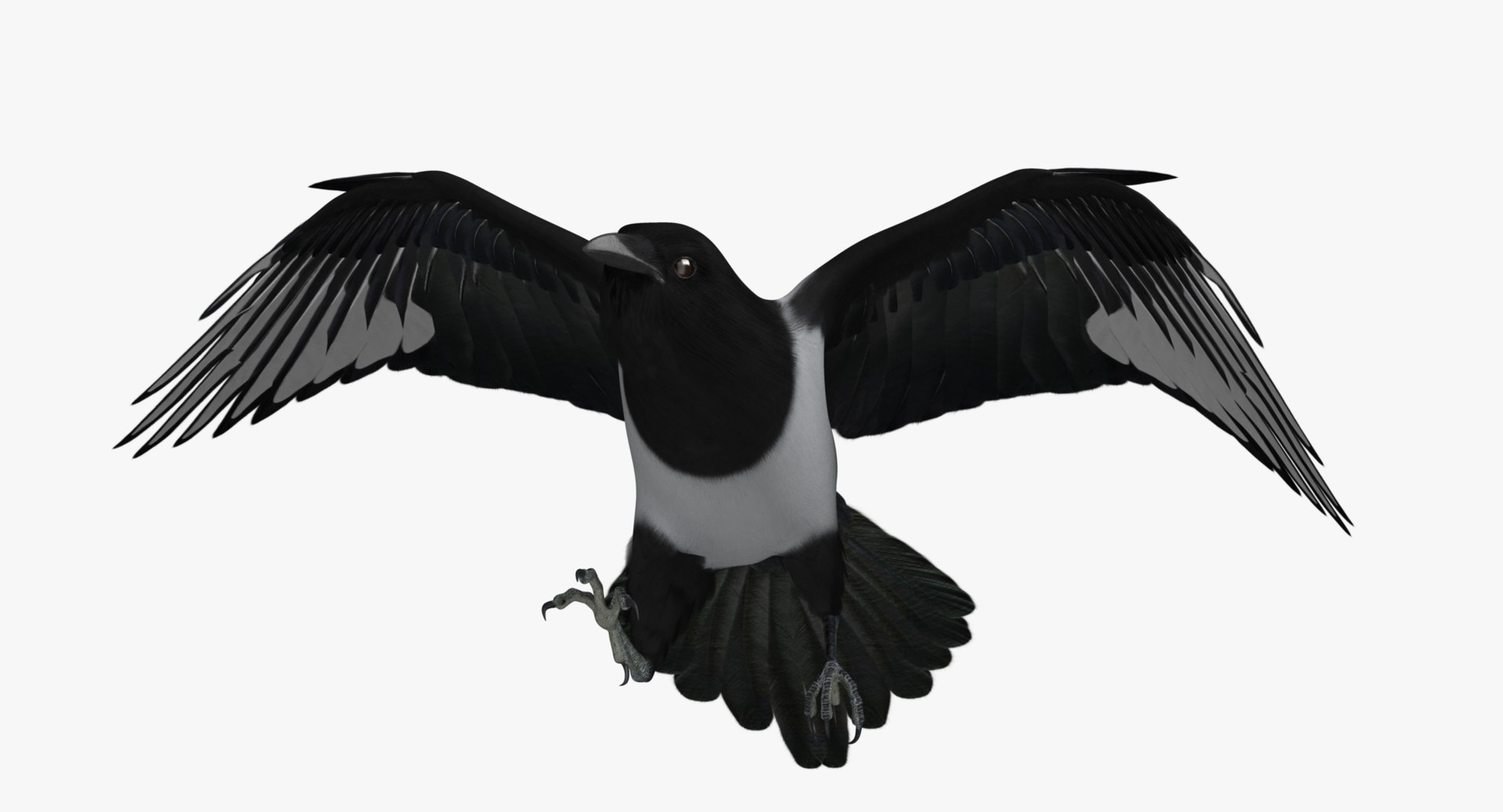 maya pica hudsonia black-billed magpie https://p.turbosquid.com/ts-thumb/F7/Jl45vO/ObtvS8u9/rz01/jpg/1433997612/1920x1080/fit_q87/e7e19966c3f2b2018df55ed419ca3f747a6a9386/rz01.jpg