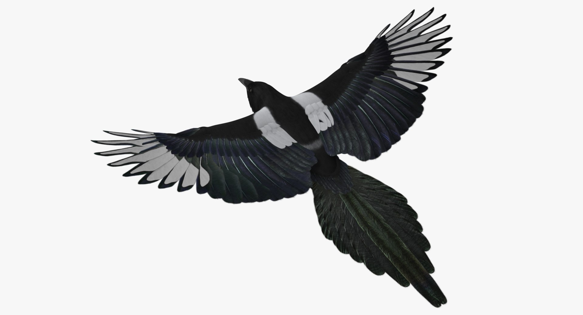 maya pica hudsonia black-billed magpie https://p.turbosquid.com/ts-thumb/F7/Jl45vO/QNP8aBKn/z5/jpg/1433999792/1920x1080/fit_q87/9b9ea5c07865adebb92ac0c31ce893a13013e245/z5.jpg