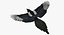 Pica Hudsonia "Black-billed Magpie"