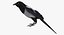 Pica Hudsonia "Black-billed Magpie"