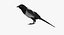 Pica Hudsonia "Black-billed Magpie"