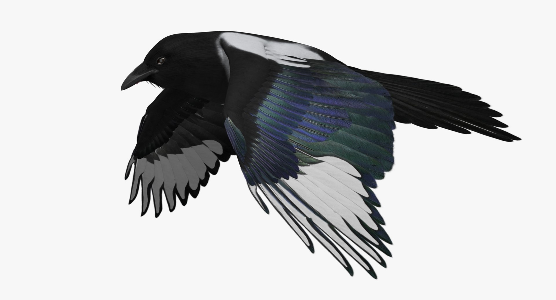 maya pica hudsonia black-billed magpie https://p.turbosquid.com/ts-thumb/F7/Jl45vO/bMf1duiJ/z6/jpg/1433999792/1920x1080/fit_q87/38a4faf8a7eaca812aa961780e3c044c0ff5617d/z6.jpg