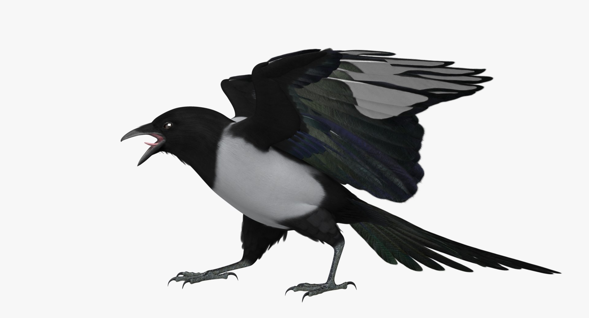maya pica hudsonia black-billed magpie https://p.turbosquid.com/ts-thumb/F7/Jl45vO/flLQ65O1/z3/jpg/1433999792/1920x1080/fit_q87/ead2e74061597929930ebe90131b628ce350bf5f/z3.jpg