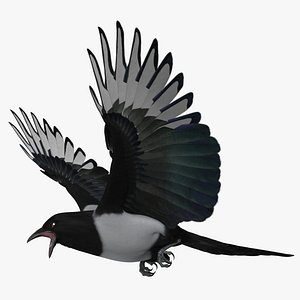 Pica Hudsonia "Black-billed Magpie"