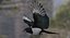 Pica Hudsonia "Black-billed Magpie"