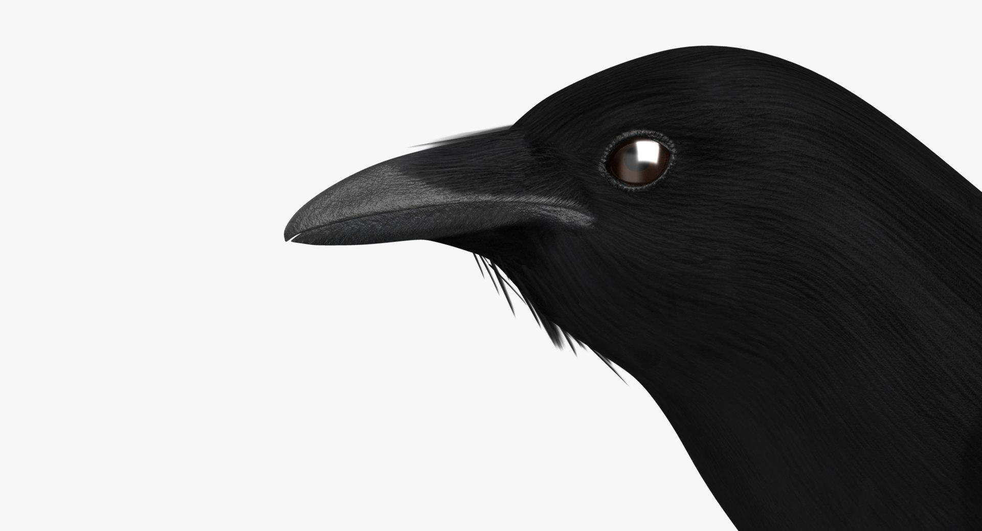 maya pica hudsonia black-billed magpie https://p.turbosquid.com/ts-thumb/F7/Jl45vO/uQH9LwLS/rf01/jpg/1433999792/1920x1080/fit_q87/fb7e3f1f9474b842edde86532e5e0d1696aed092/rf01.jpg