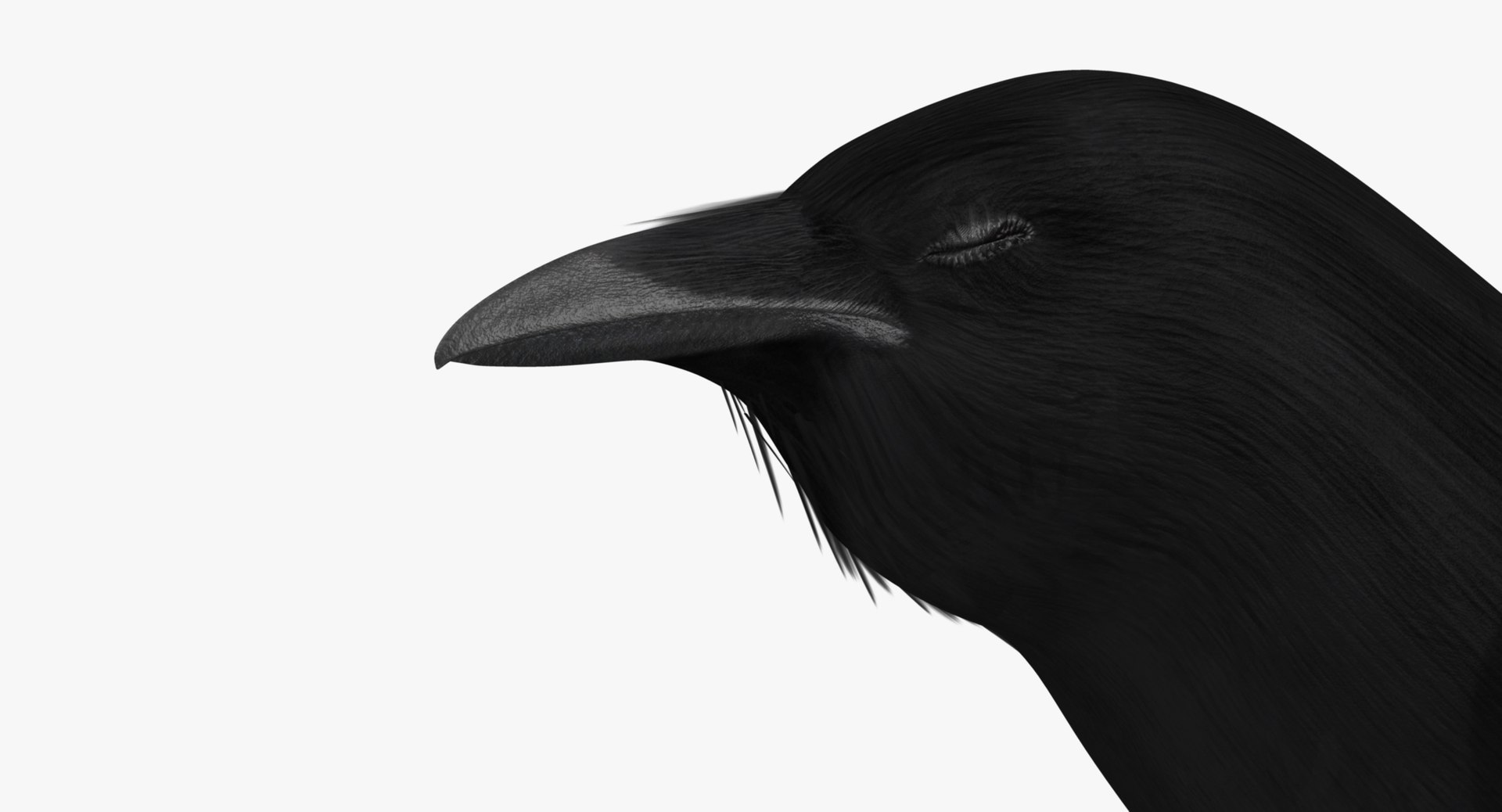 maya pica hudsonia black-billed magpie https://p.turbosquid.com/ts-thumb/F7/Jl45vO/zKZhrovp/rf02/jpg/1433999792/1920x1080/fit_q87/aa0179ce0bf03aaa3d261f166e69d5b5002560c2/rf02.jpg