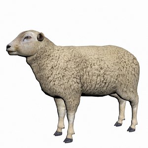 Sheep 3D model