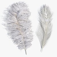 Ostrich Feathers White