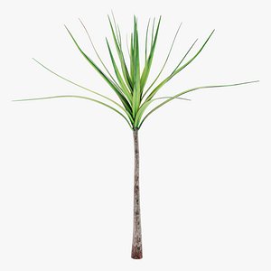 Dracena 1
