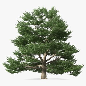 Cedrus Libani Big Green Tree