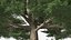 3D Cedrus Libani Big Green Tree